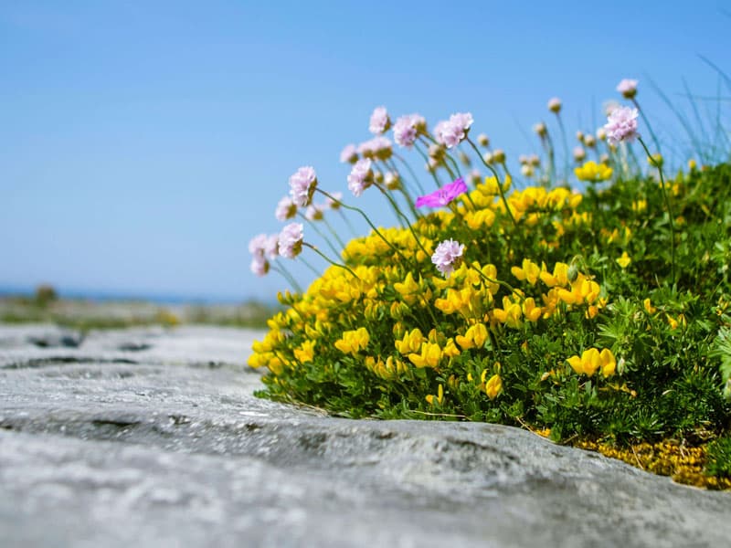Our Top 5 Hiking Routes in the Burren, County Clare, Ireland